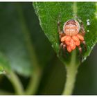 Spinne mit Larven