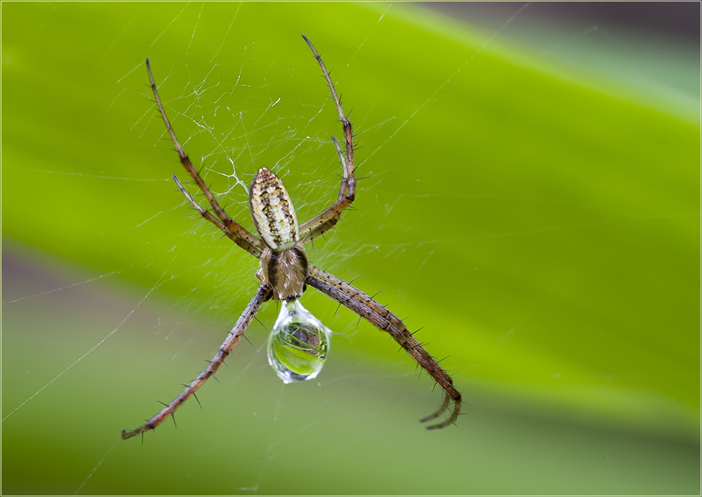 Spinne mit Lupe