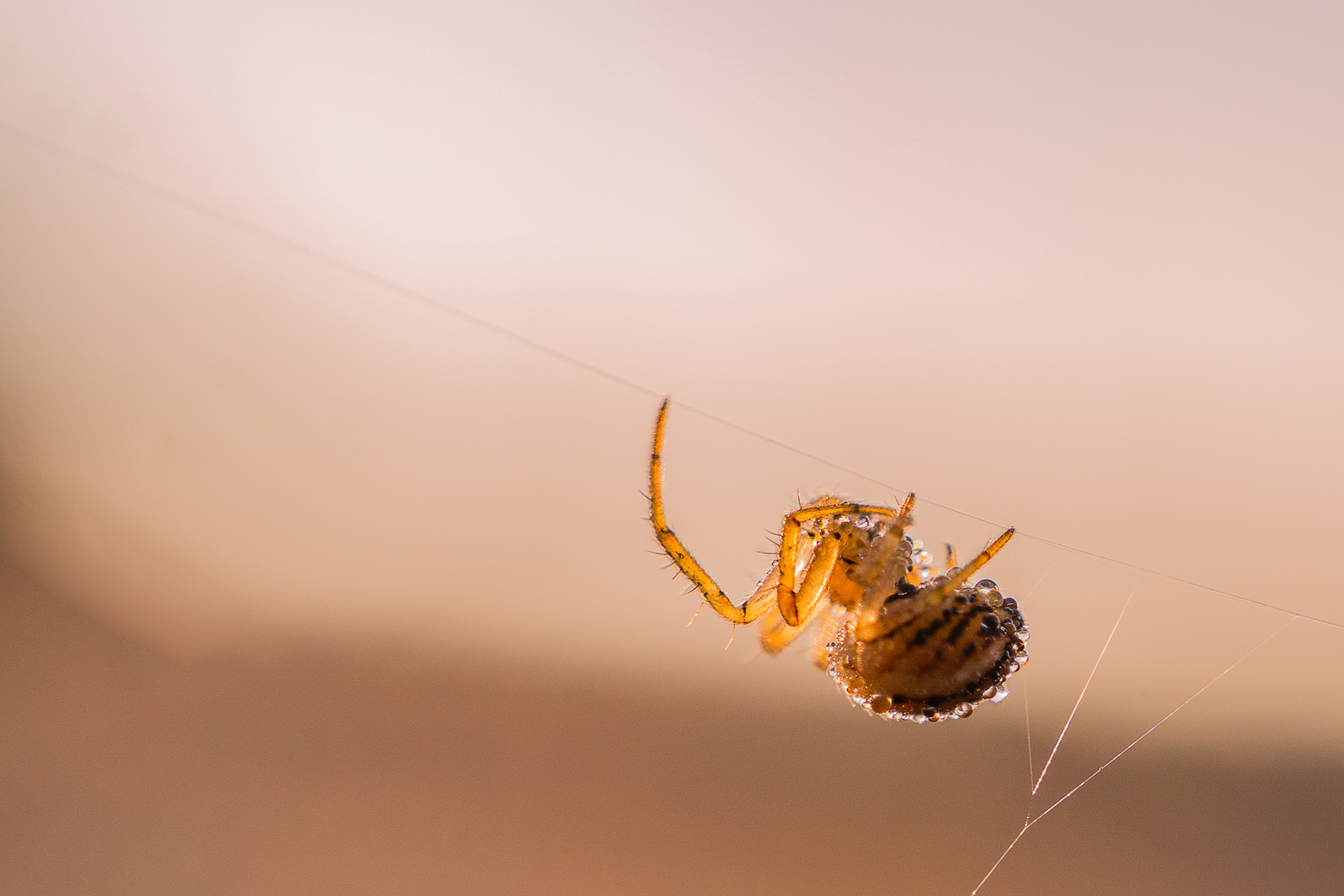 Spinne mit Morgentau