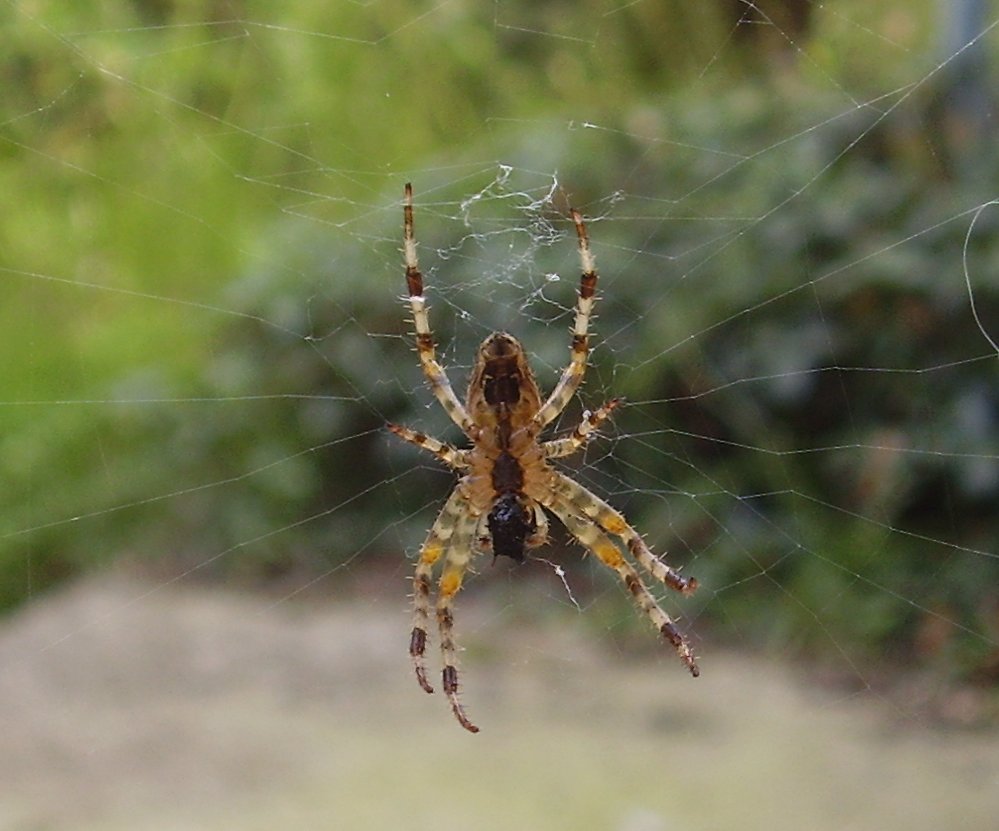 Spinne mit Nahrung