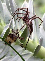 Spinne mit Nest 1