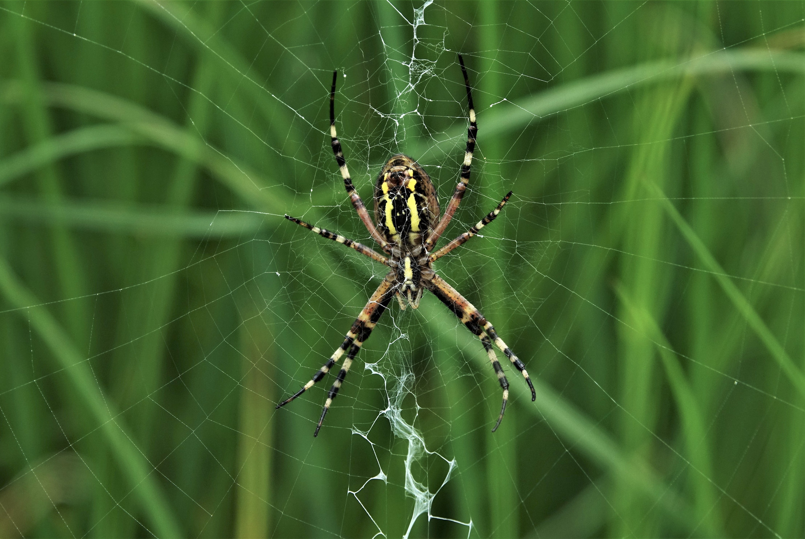 Spinne mit netz