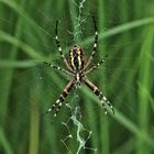 Spinne mit netz