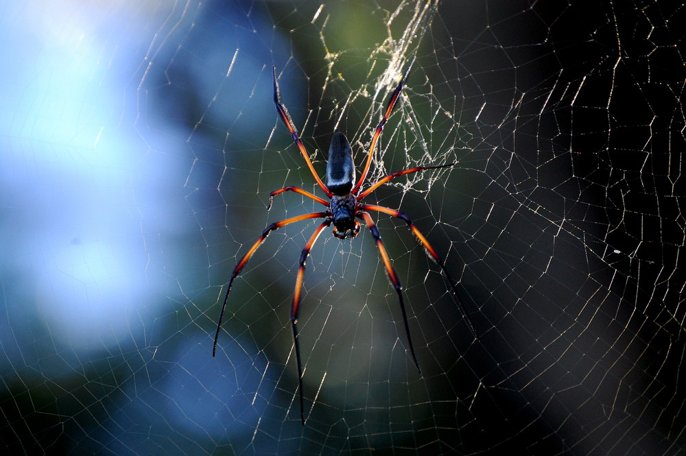 Spinne mit Netz 2