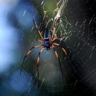 Spinne mit Netz 2