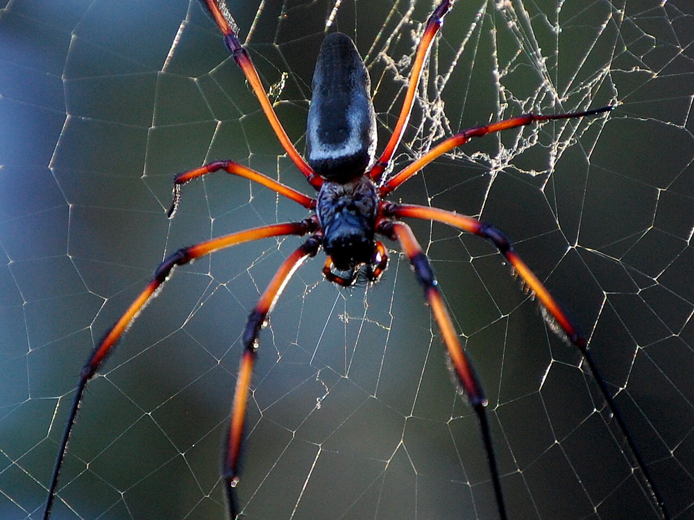 Spinne mit Netz