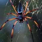 Spinne mit Netz