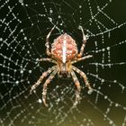 Spinne mit Netz