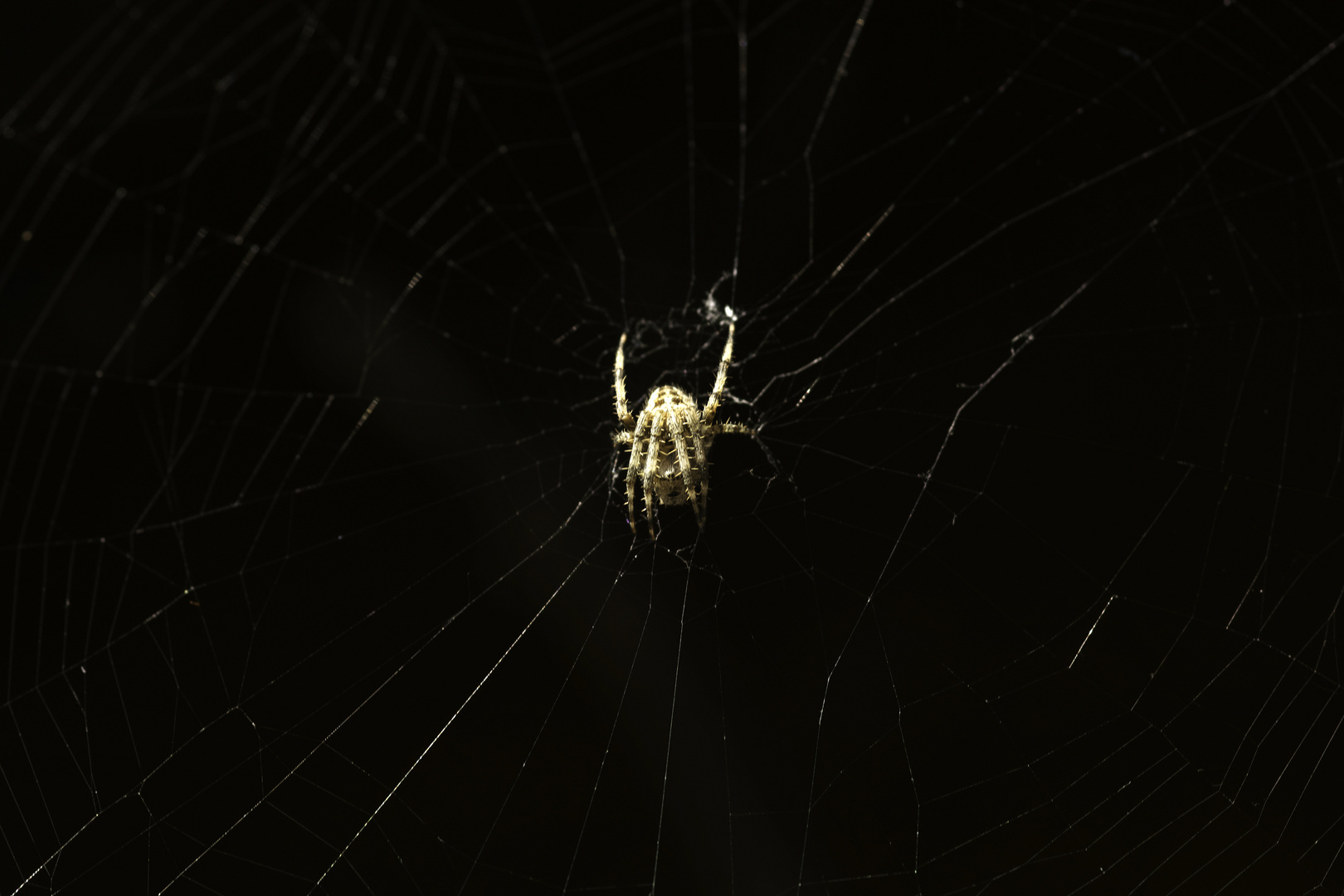 Spinne mit Netz