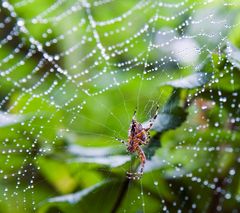 Spinne mit Netz