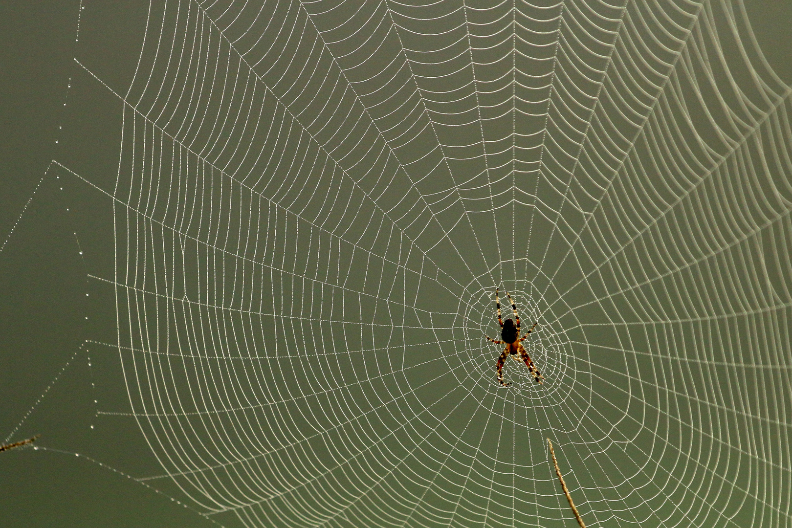 Spinne mit Netz