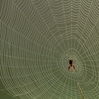 Spinne mit Netz