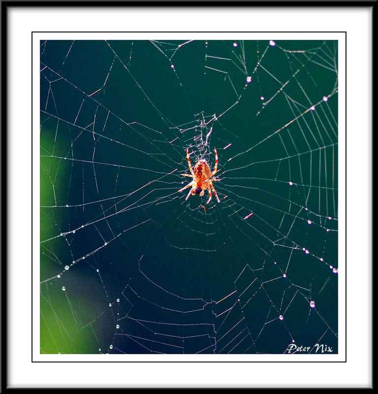 Spinne mit Netz