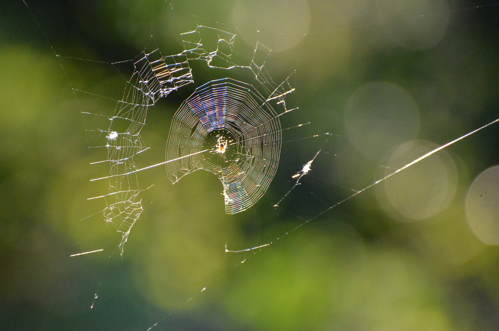 Spinne mit Netz in der Abendsonne in Jockgrim