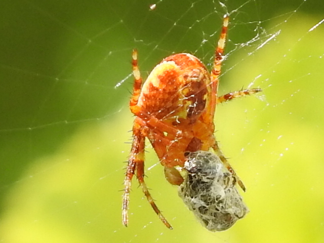 Spinne mit Opfer