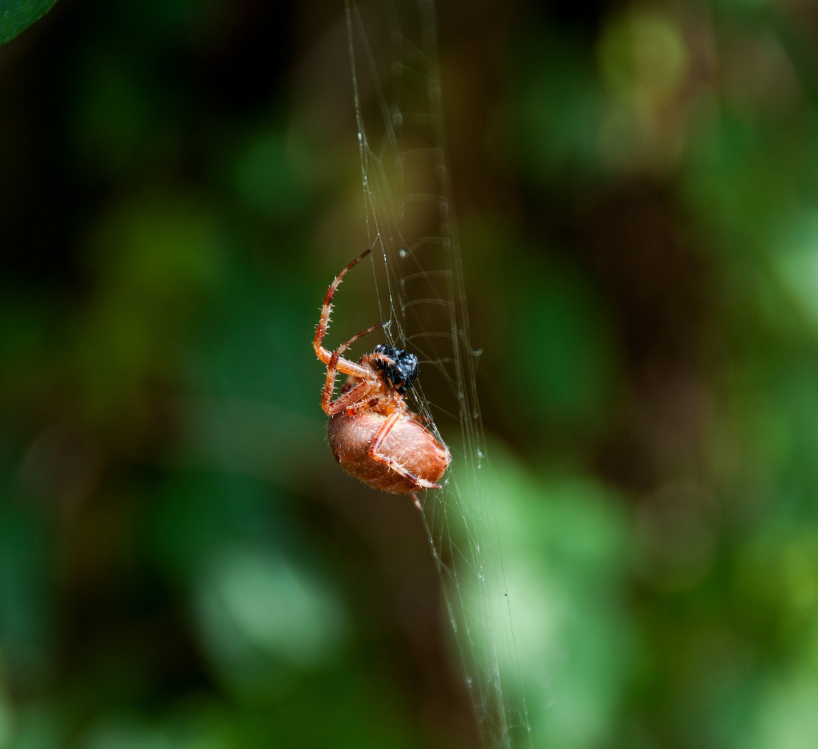 Spinne mit Opfer