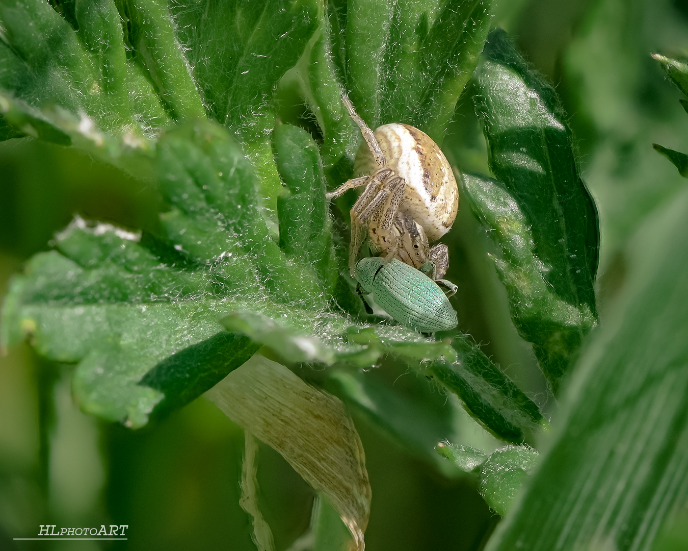 Spinne mit Opfer