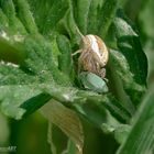 Spinne mit Opfer