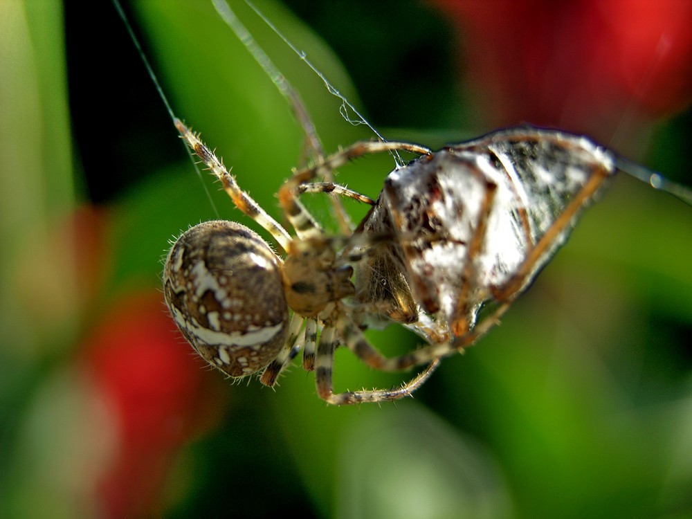 Spinne mit Opfer