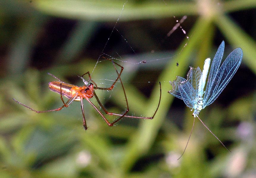 Spinne mit Opfer...