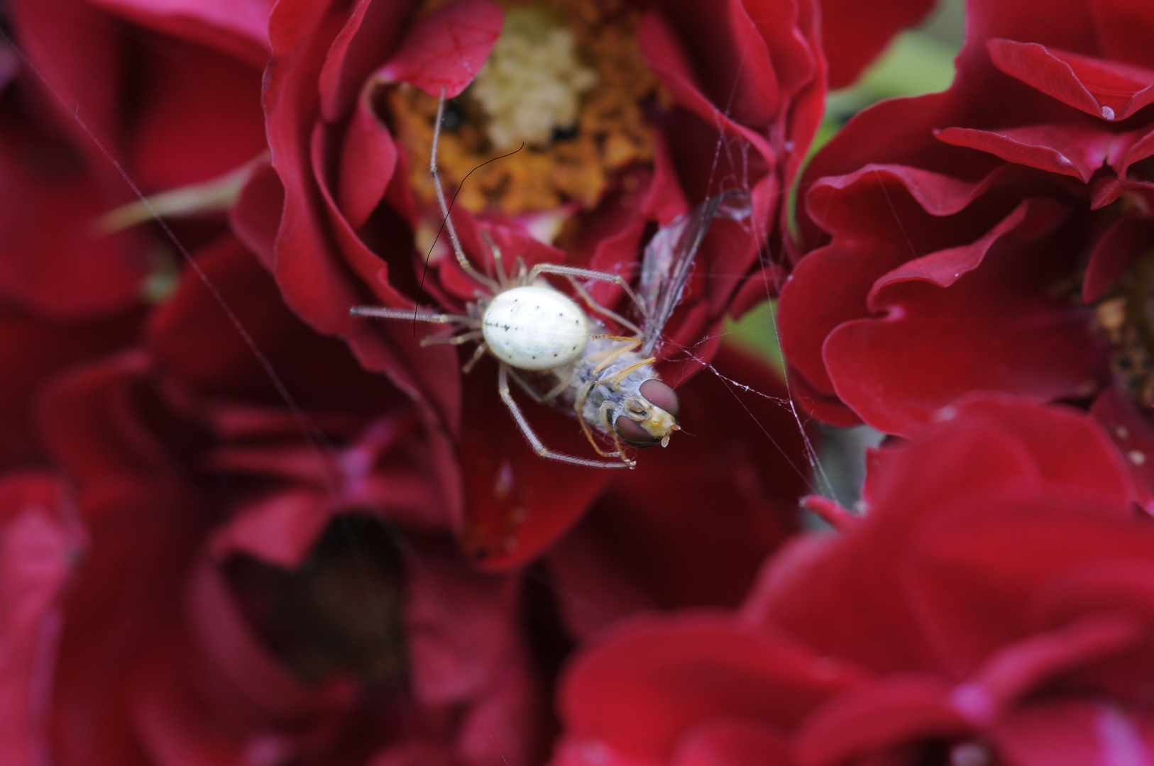 Spinne mit Opfer