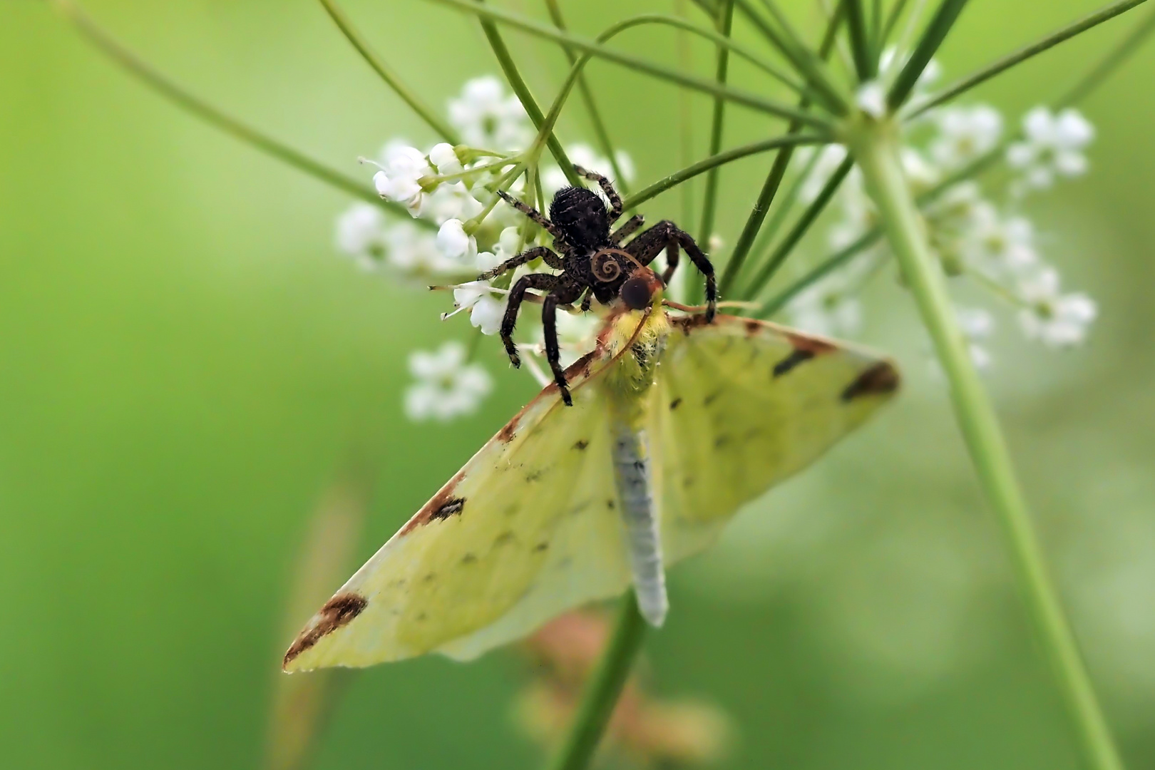 Spinne mit Opfer