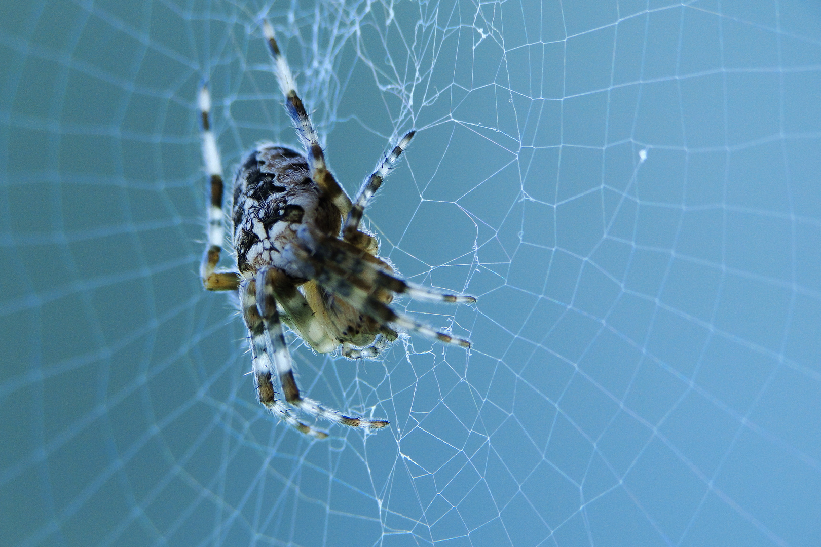 Spinne mit Opteka 10xMACRO HD2