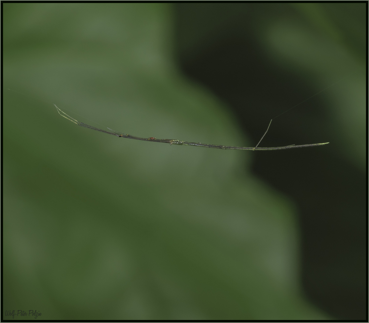 Spinne mit Paradoxien: Ariamnes attentuatus (Costa Rica)