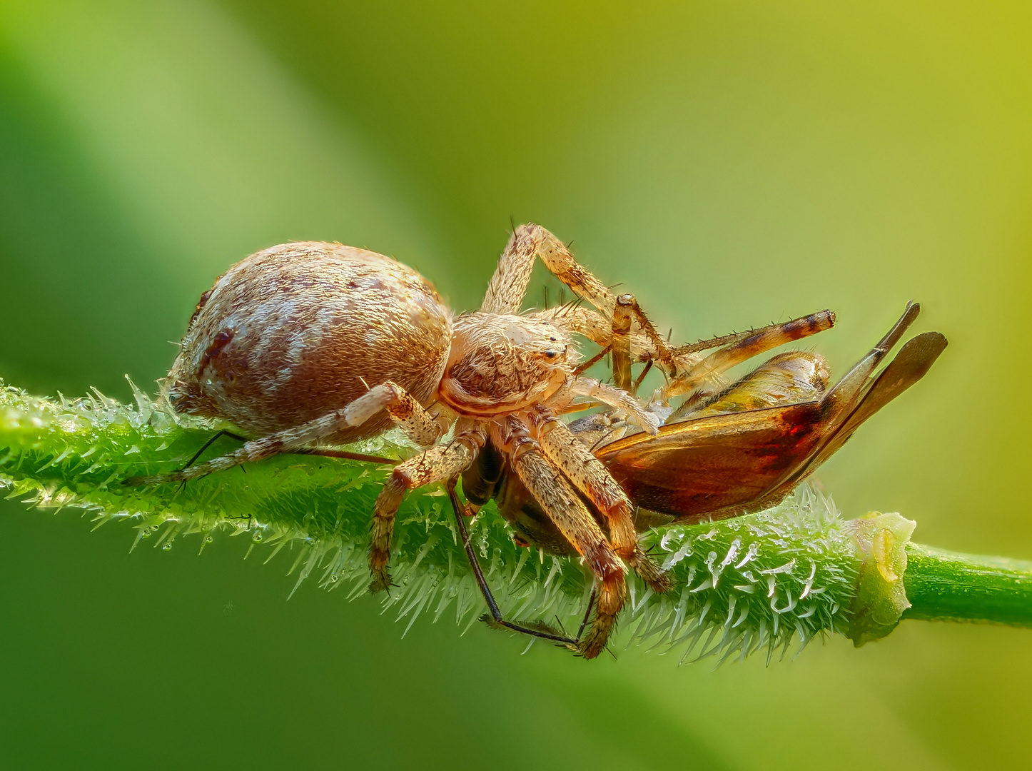 Spinne mit Schwebfliege