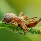 Spinne mit Schwebfliege