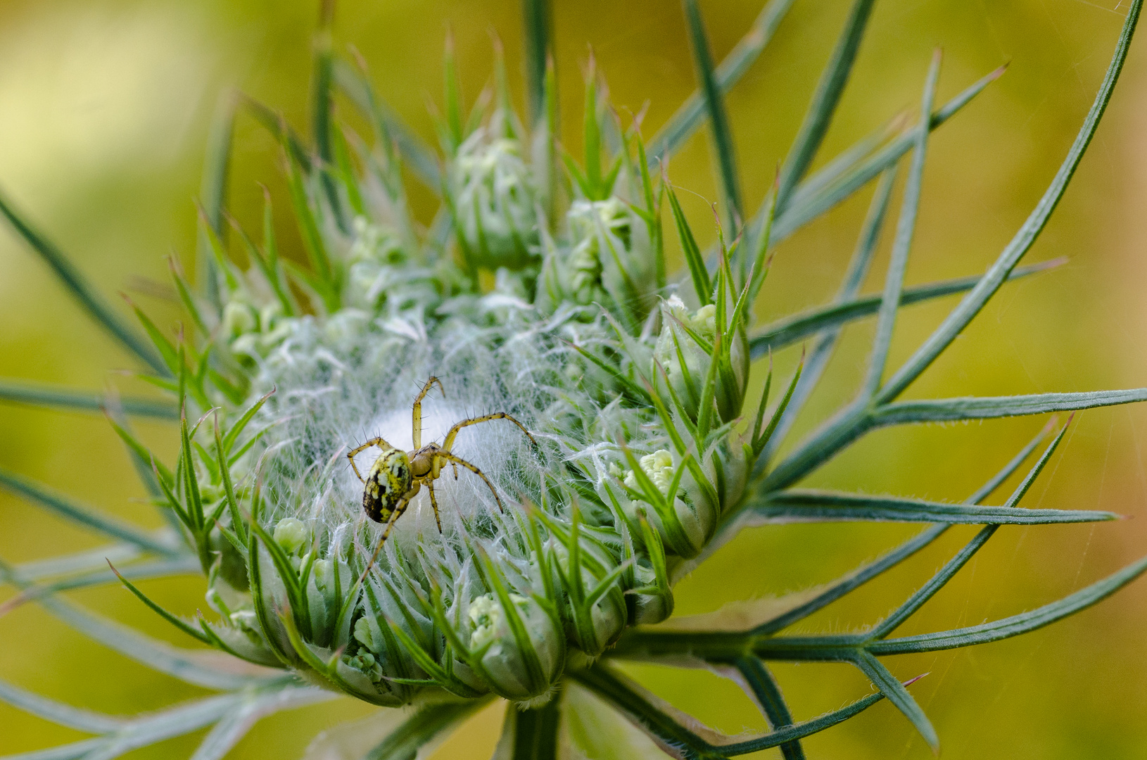 Spinne mit Spinnennest