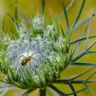 Spinne mit Spinnennest