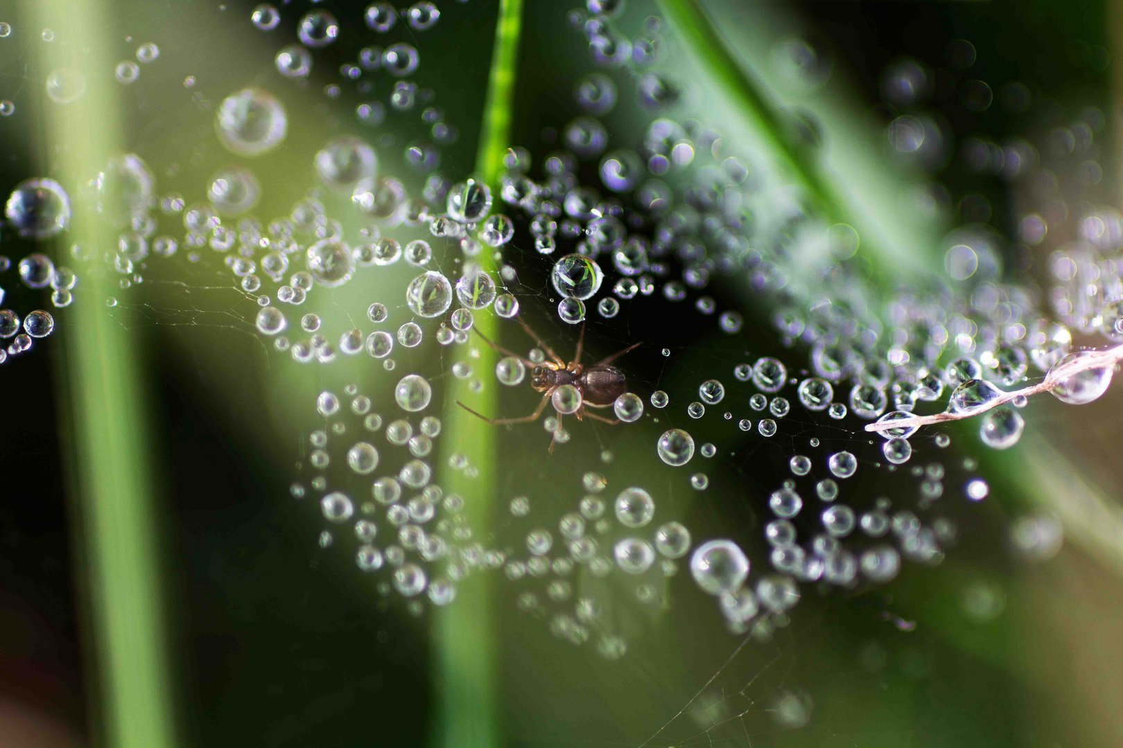 Spinne mit Tautropfen