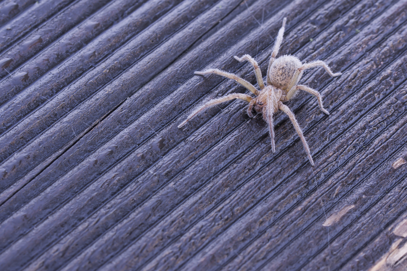 Spinne mit Tautropfen