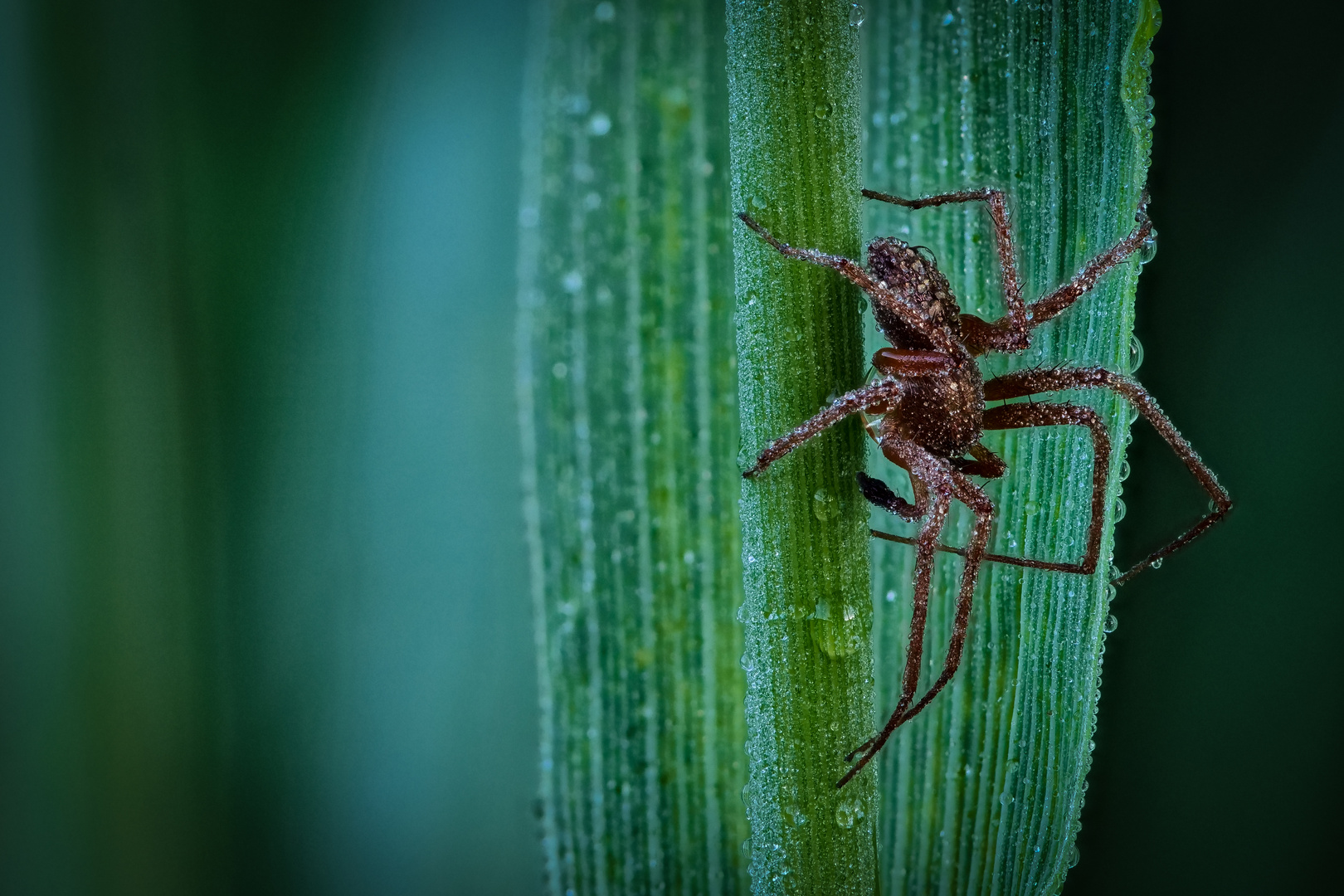 Spinne mit Tautropfen