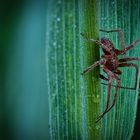 Spinne mit Tautropfen