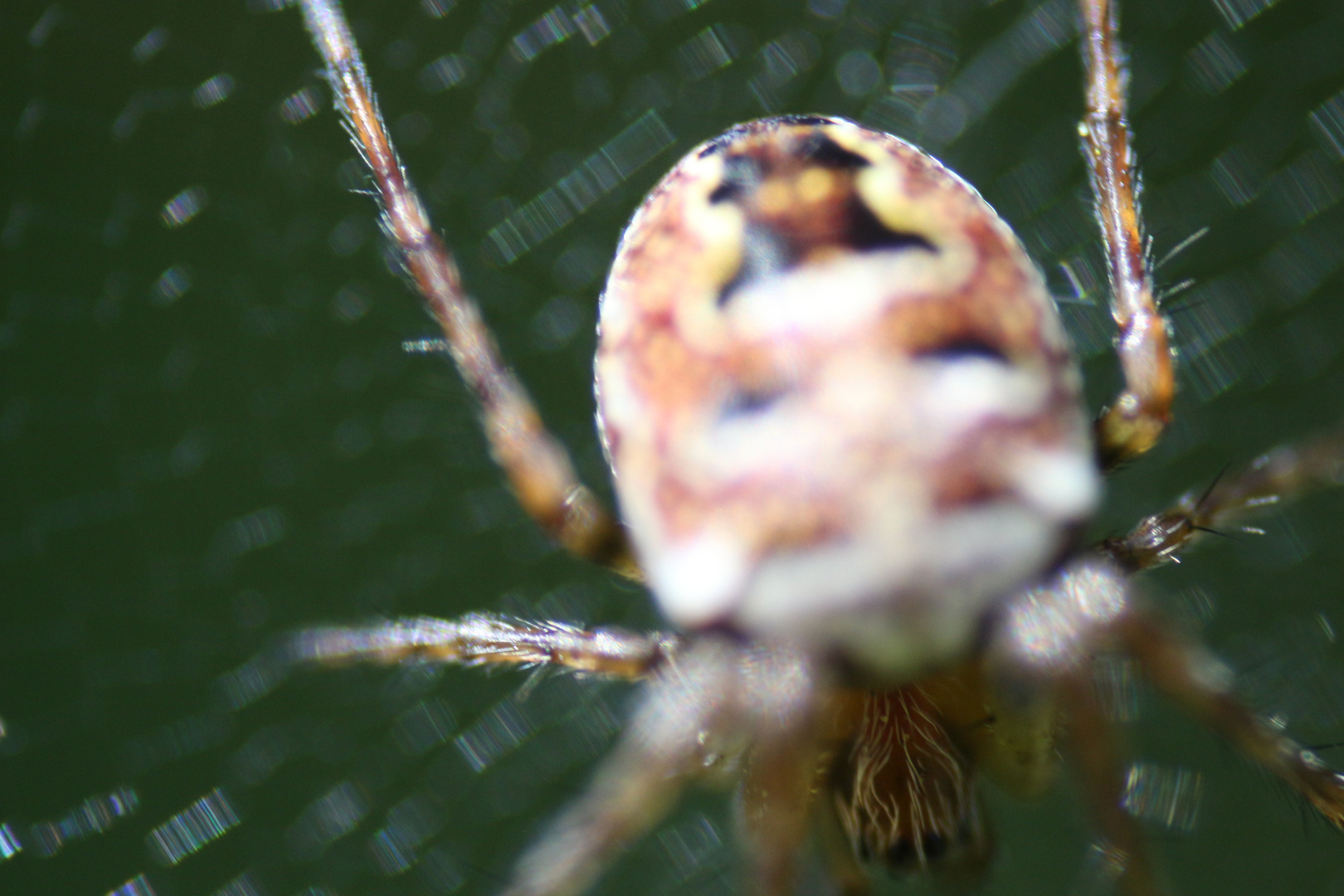 Spinne mit umgedrehten Objektiv