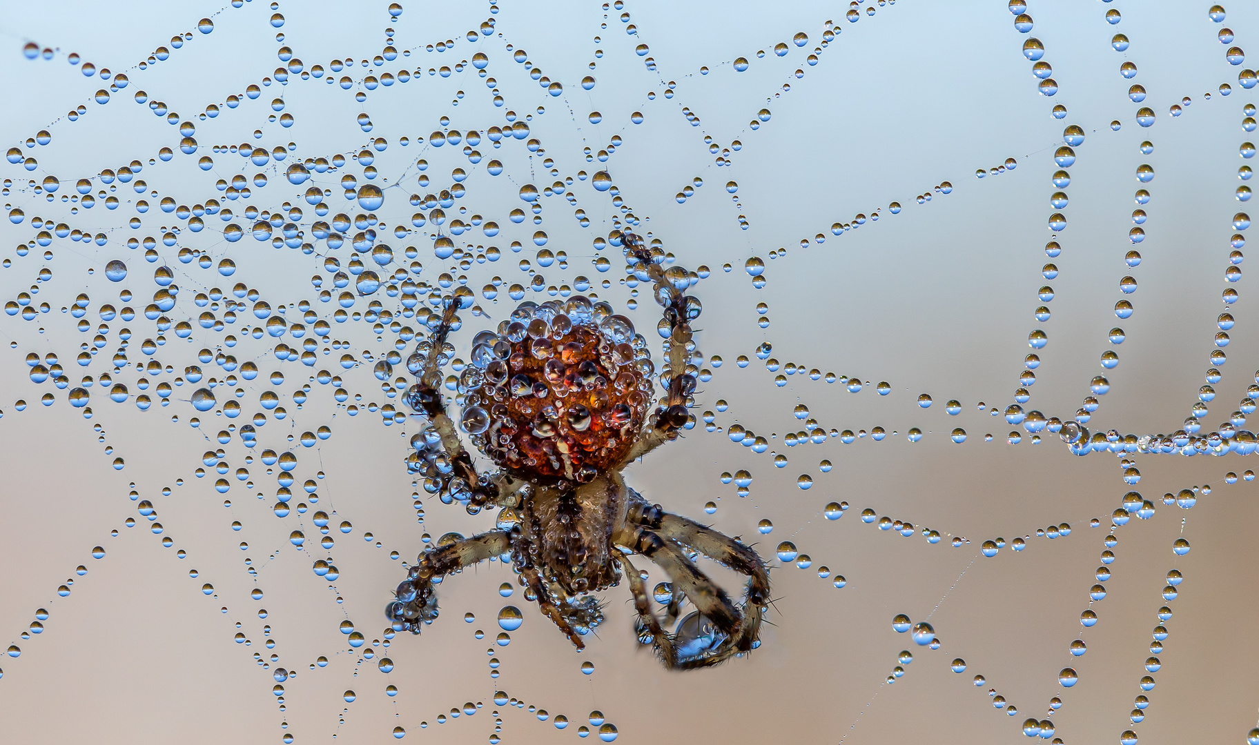 Spinne mit Wassertropfen 