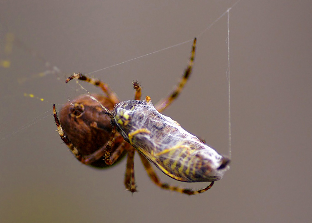 Spinne mit Wespe (1)