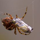 Spinne mit Wespe (1)