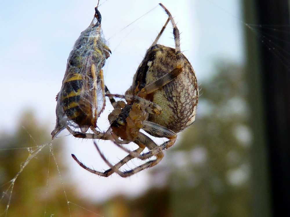 Spinne mit Wespe