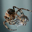 Spinne mit Wespe  