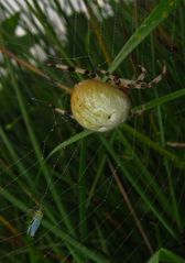 Spinne mit Zikade im Netz