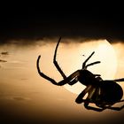 "Spinne - Mond oder Himmel - was ist echt"?