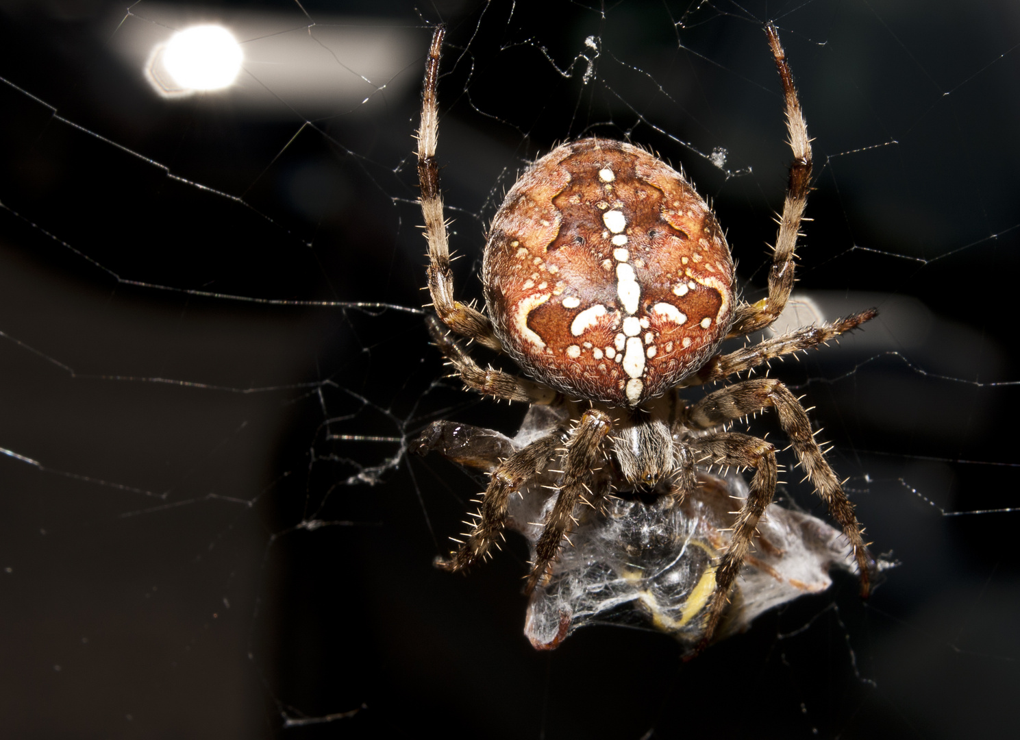 Spinne nach der Jagd mit Wespe