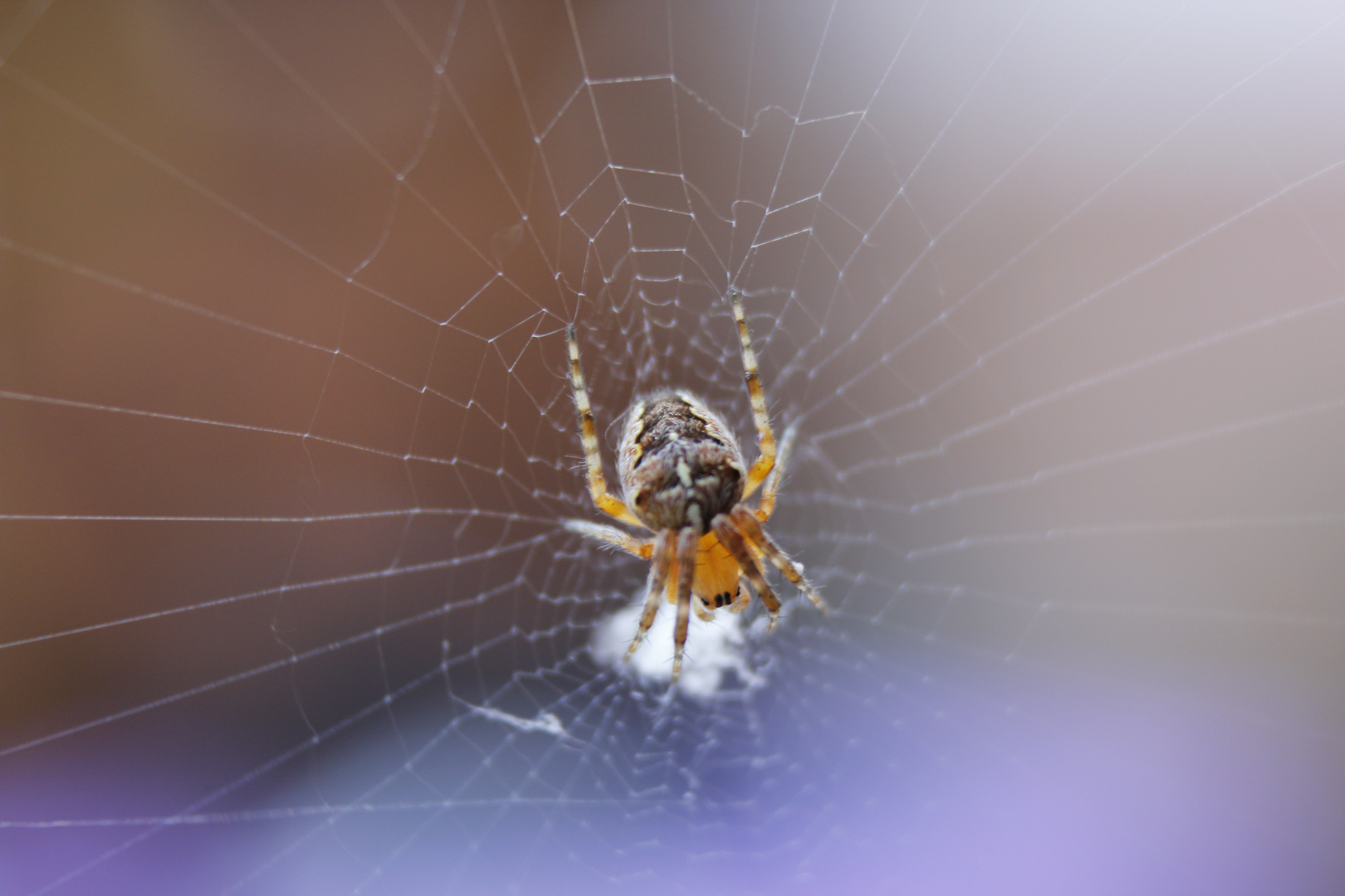 Spinne- nächster Versuch.