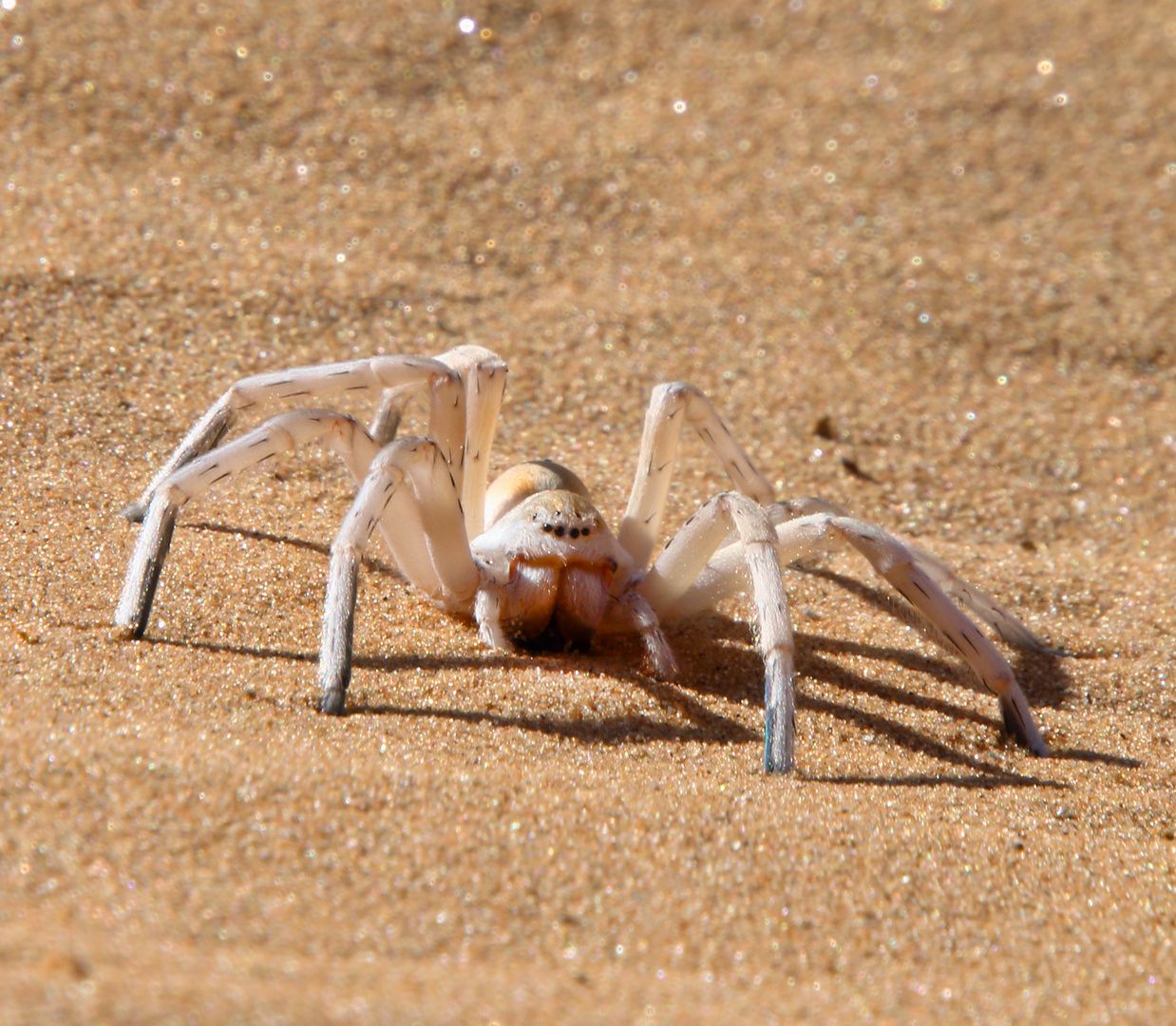 Spinne / Namibia