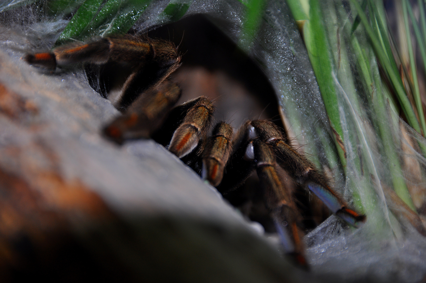 Spinne Neumann spielt verstecken