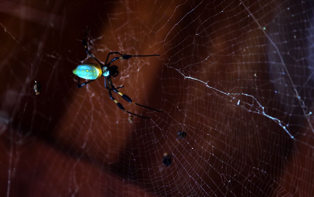 Spinne, Nicaragua