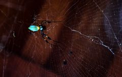 Spinne, Nicaragua